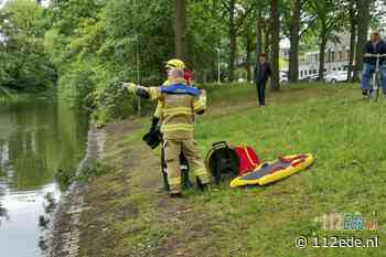 Aalscholver in Bennekom gaat er met vishengel vandoor
