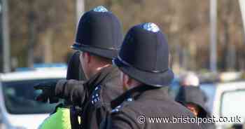 Police looking for walker of dogs who attacked sheep