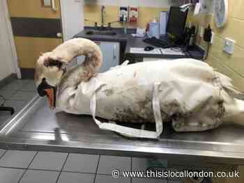 Bexley Council issue statement after swan killed at Danson Park