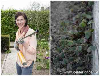 Van wegbranden tot een onkruidtrekker: dit is wat echt helpt tegen onkruid