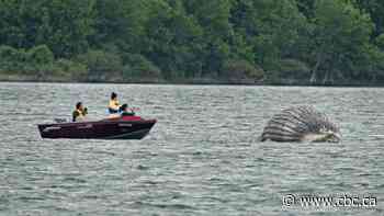 Wayward humpback whale that showed up near Montreal's port found dead floating down St. Lawrence