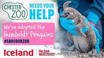 Iceland supermarket has adopted all of Chester Zoo's penguins to help Save Our Zoo campaign