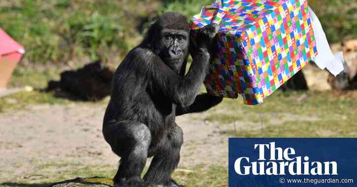 Bristol zoo warns it may never recover from coronavirus impact