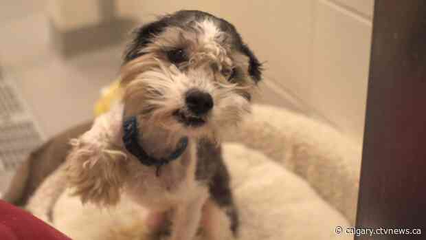 Pets susceptible to separation anxiety as owners begin returning to work