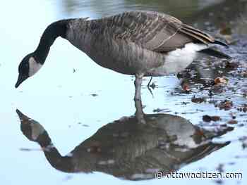 Man, 24, charged with jumping on Canada geese at Napanee-area park, killing one