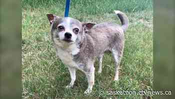 Saskatoon SPCA investigates after 5 chihuahuas found in dumpster