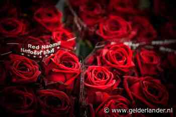 Spelers van het Dierense voetbalteam dat spil is in omvangrijke corruptiezaak niet meer actief bij club