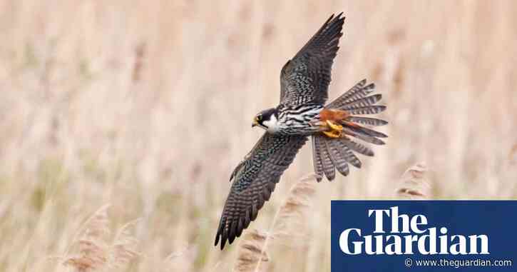 Birdwatch: the hobby – a spectacular flypast from Ferrari of the skies