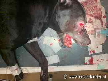 Politie over actie arrestatieteam tegen hond Tommy: ‘Incident is pijnlijk en aangrijpend’