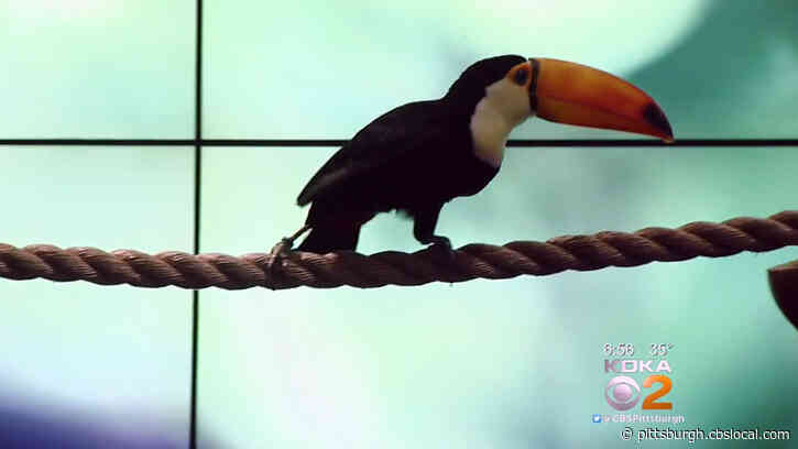 National Aviary Announces Reopening Plan With Safety Protocols In Place
