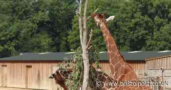 Zoos and safari parks can reopen from next week