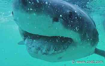 Great white sharks' stomach contents reveal surprising meal choices     - CNET