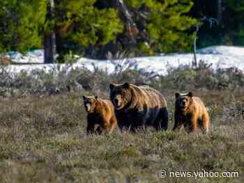 One of oldest wild grizzly bears emerges from hibernation with cubs