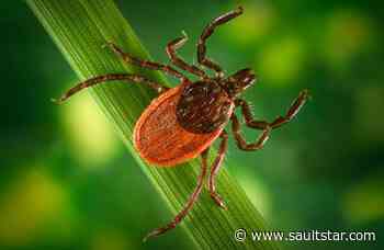 Tick tests positive for Lyme disease: Sudbury health unit