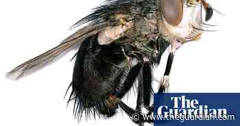 Spiky, hairy, shiny: LA abuzz with insect discoveries – in pictures