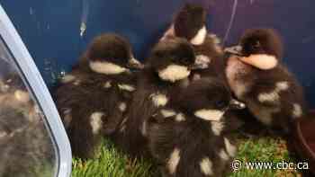Passerby dials up quack to help rescue duckling from sewer in St. Albert