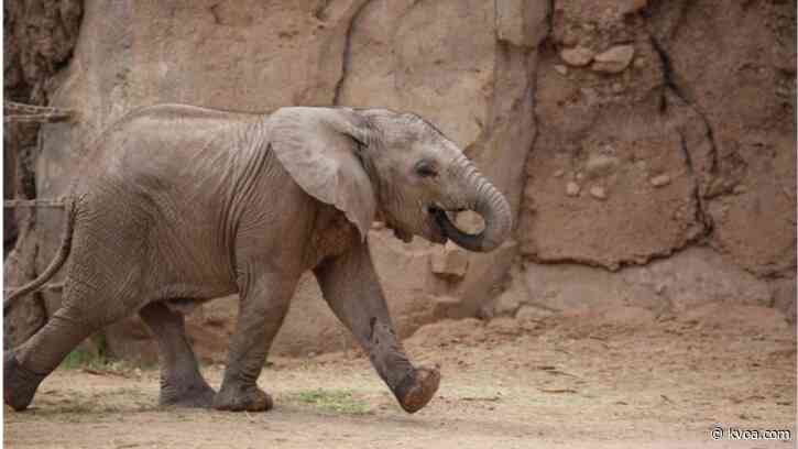 Elephant calf Mapenzi at Reid Park Zoo learns a critical new skill