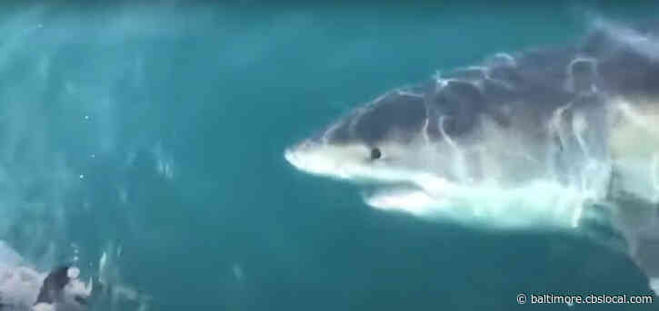 VIDEO: Great White Shark Spotted Near Boat Off The Coast Of Ocean City ...