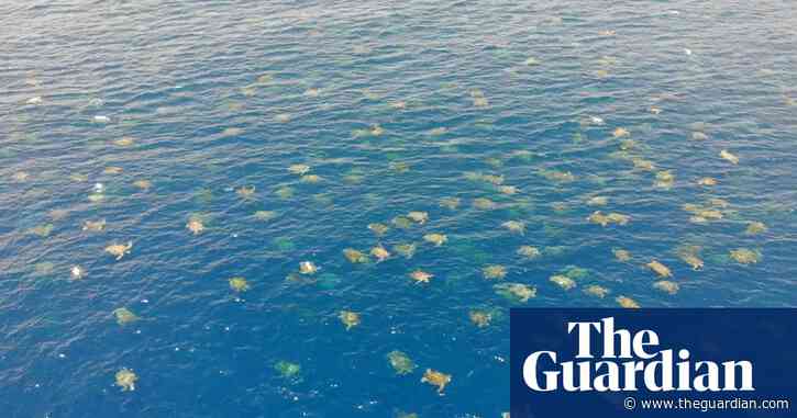 Great Barrier Reef: drone footage allows researchers to count 64,000 green sea turtles – video
