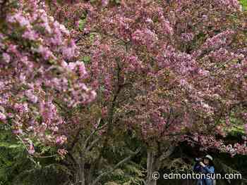 Edmonton weather: Nothing but blue skies, do I see - Edmonton Sun