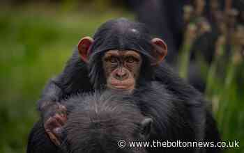 Joy for Chester Zoo after government confirms it can reopen