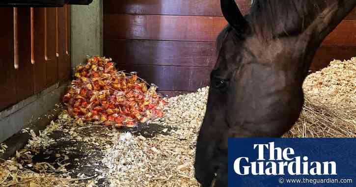 Fargo the horse and the great global fortune cookie giveaway