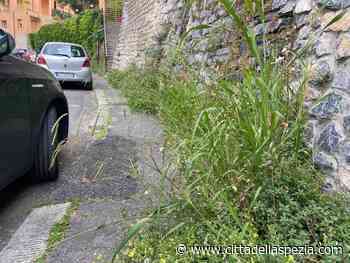 Un lettore: "In Via XXVII marzo marciapiedi invasi dall'erba, impossibile utilizzarli" - Città della Spezia