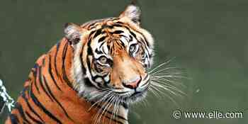 Questo video delle tigri liberate dal circo che toccano l'erba è il nostro inno alla libertà di oggi - elle.com