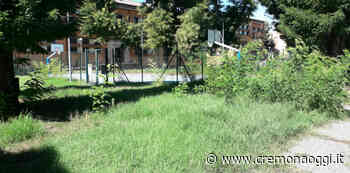 Erba alta nei giardini delle scuole: da giovedì 11 iniziano i tagli - Cremonaoggi