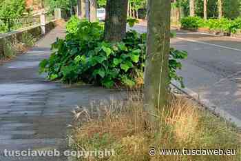 "Erba alta lungo viale Trieste" - Tuscia Web