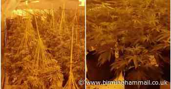 Arrests after £600k cannabis factory raided by cops