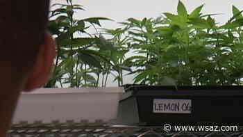 Putnam residents rule in favor of medical cannabis operations and school renewal levy - WSAZ-TV
