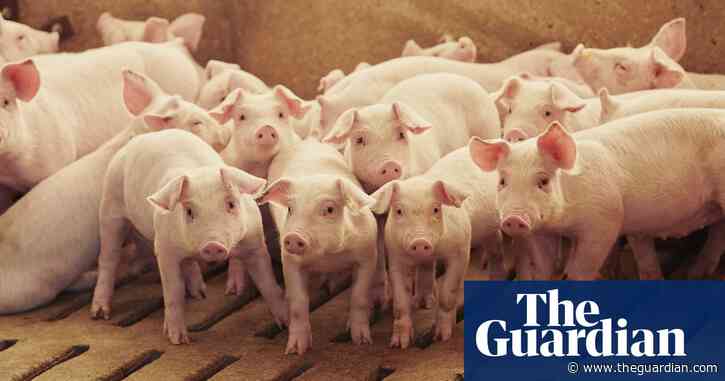 US producers 'in tears' at having to cull livestock on their farms