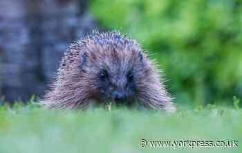 Hedgehog rescuer urges gardeners to check before working