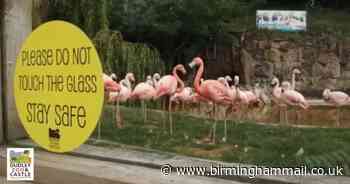 Watch - Dudley Zoo all set to reopen with new social distancing measures