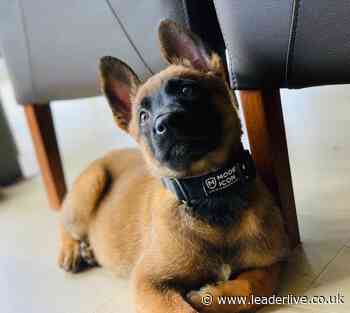 Meet the most adorable new recruit in training to patrol North Wales and Cheshire - LeaderLive