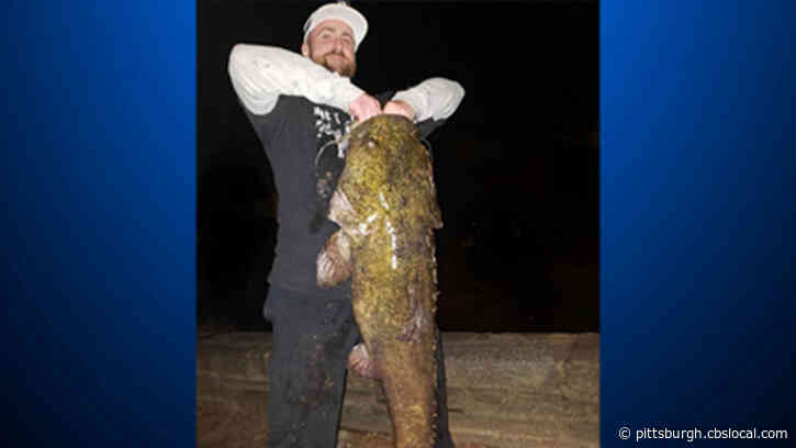 New Pennsylvania State Record Flathead Catfish Caught