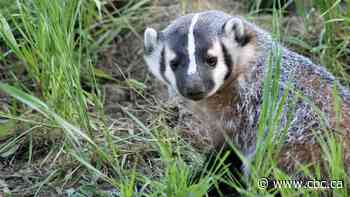 Elusive badgers on the move in Edmonton, and they're hunting for pocket gophers