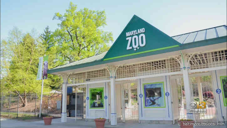 Maryland Zoo Staff Stays Busy Despite Closure Caused By COVID-19 Pandemic