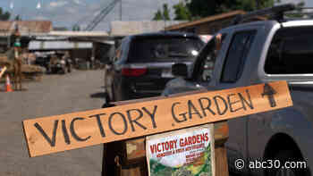Petaluma salvage yard brings back Victory Gardens to help those in need