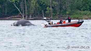 Wandering humpback whale likely killed in ship collision, says necropsy team