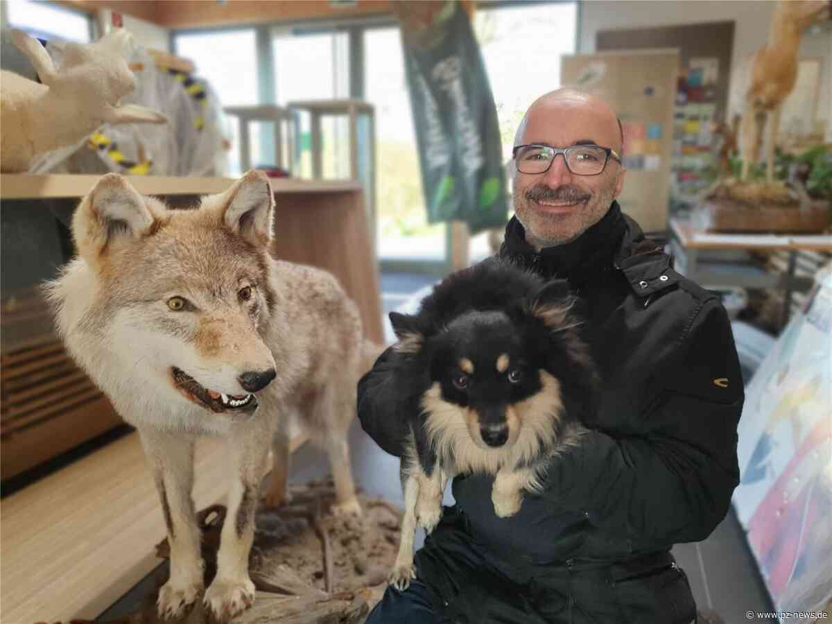 Wolfsausstellung in Zaberfeld lockt Gäste: Im Naturparkzentrum wird tierisch was geboten - Region - Pforzheimer Zeitung