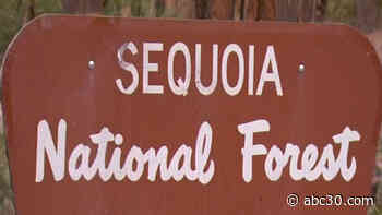 Woman rescued from Sequoia National Forest after becoming separated from group
