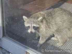 NEED A HAIRCUT?: Raccoon breaks into Toronto salon - Toronto Sun