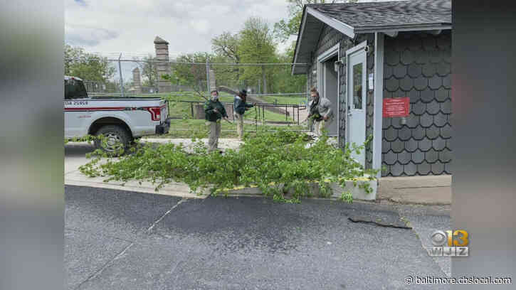 BGE Delivers Tree Trimmings To Maryland Zoo To Be Used As Animal Food