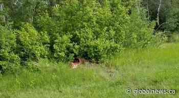 Dead deer found along Meewasin Trail not likely killed by cougar - Globalnews.ca