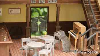 Saskatoon man opens saloon for nutty clientele - CBC.ca