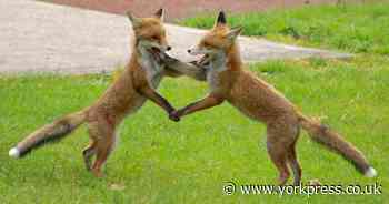 PHOTO OF THE DAY: Doing the foxtrot!