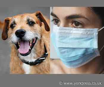LETTER: Train your pet to get used to you wearing a face mask
