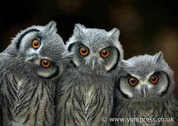 The National Centre for Birds in Helmsley set to reopen